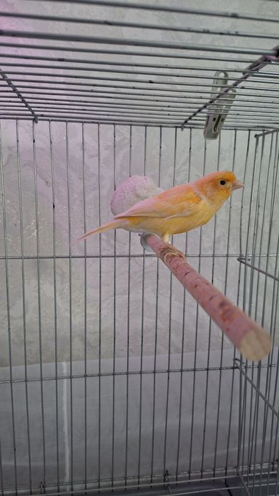 Продаю канарейку