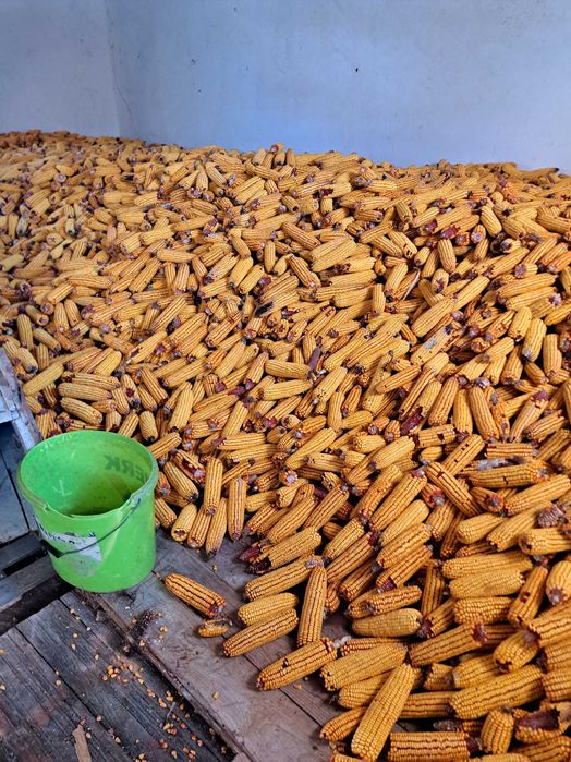 Porumb boabe și stiulete