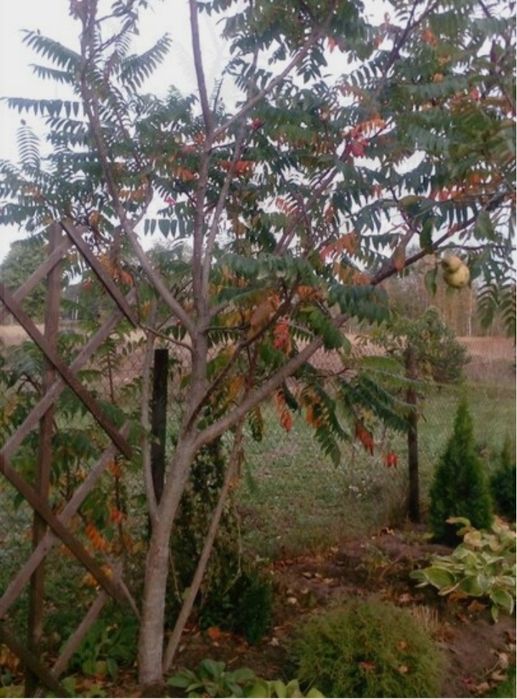 Сумах Уксусное дерево