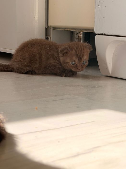 Продам шотладских котят