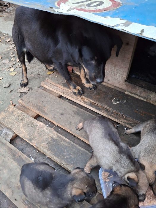 Donez catei metis talie mijlocie