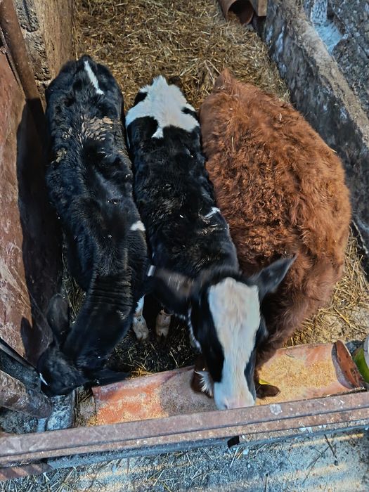 Vând vitei de lapte și semiintarcati