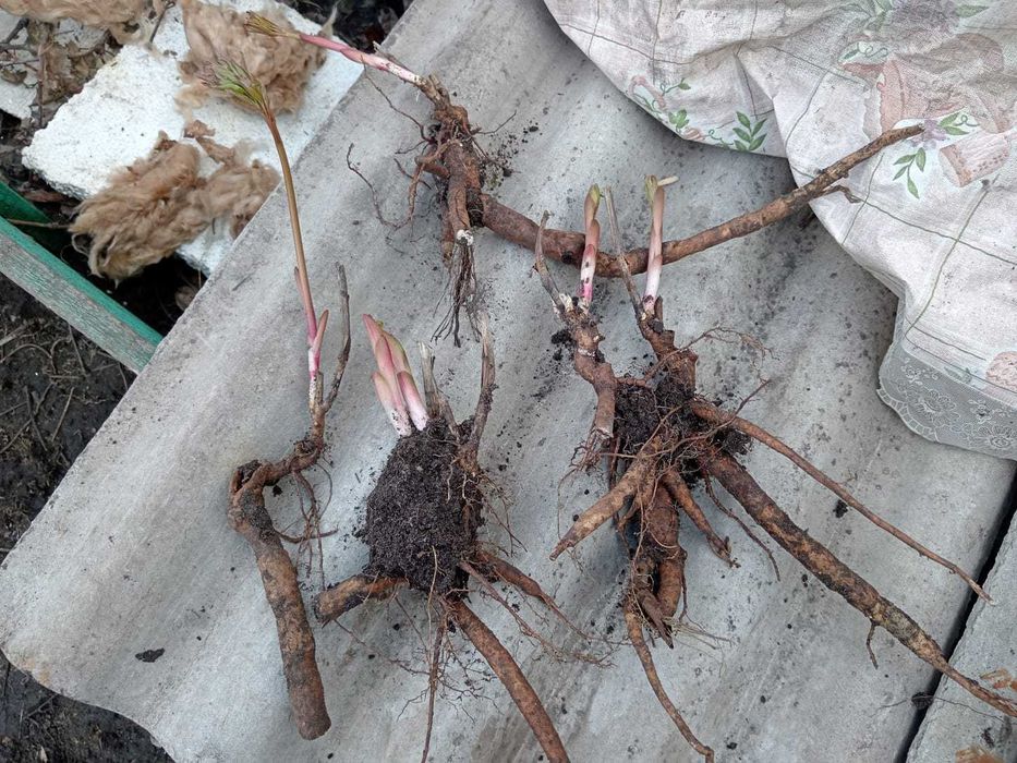 Продам ПИОН (белый)