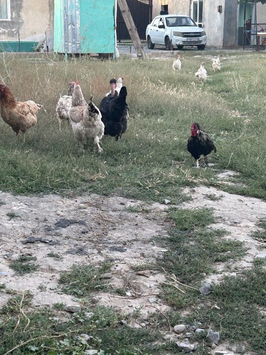Қораз сатылады япоскый қораз
