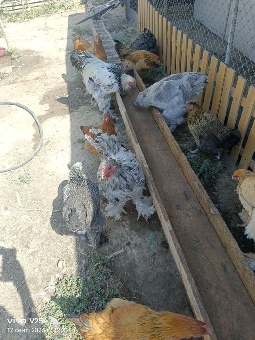 Петушки цыплята брама
