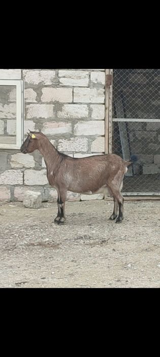 Сауынды Ешкі сатылады.