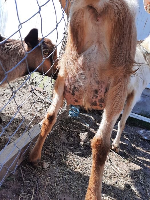 Tapisori anglo nubian  vârsta 2 luni