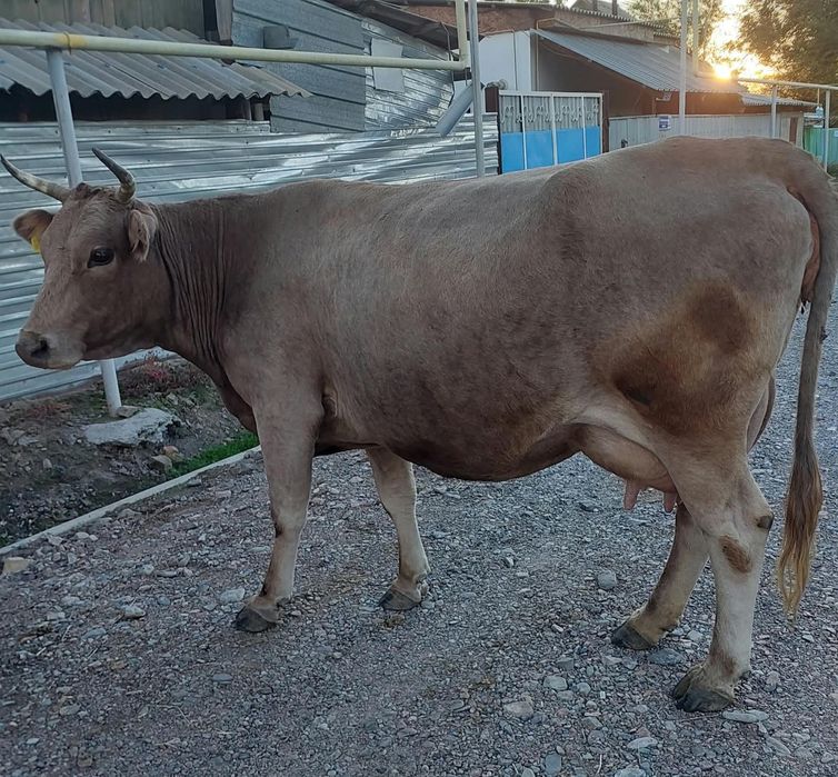 Продам молочную корову