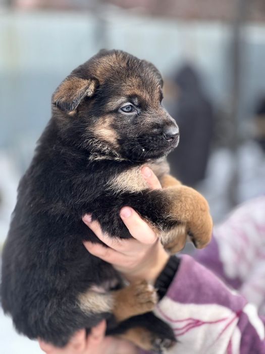 Продам щенков немецкой овчарки