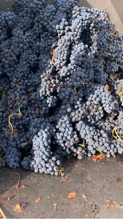 Vand struguri de vin