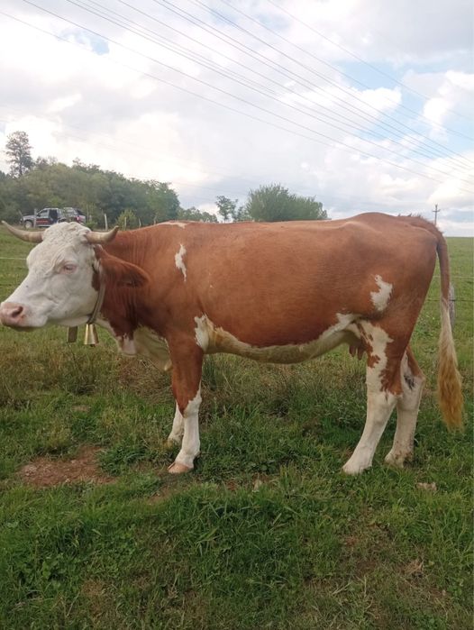 Vand 2 vaci de lapte