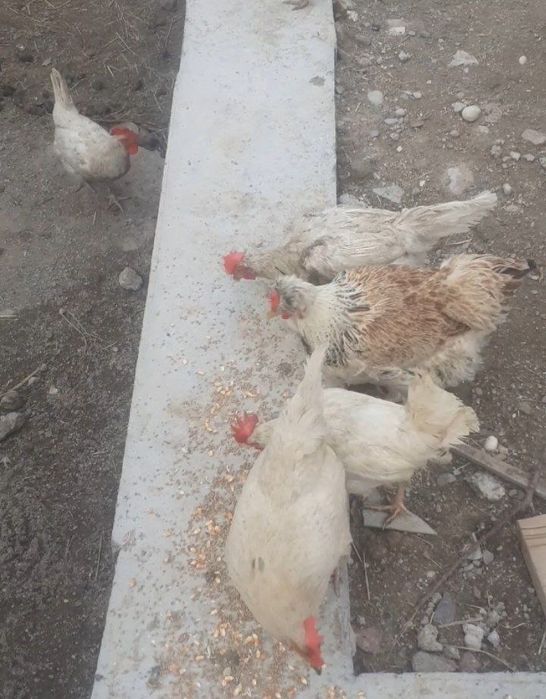 Товук сотилади оптом