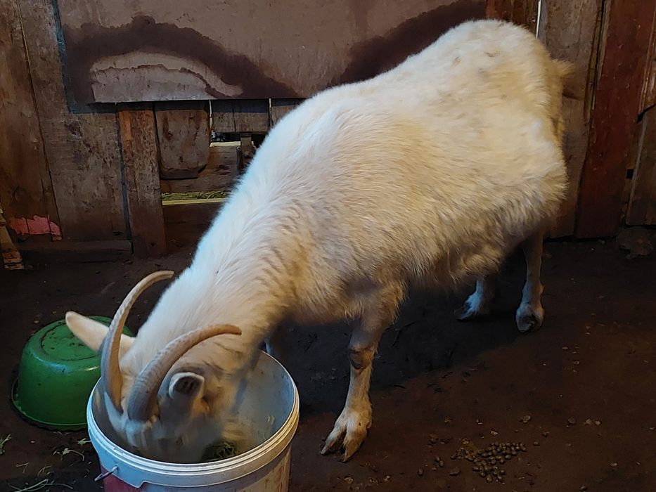 Сүтті ешкілер сатылады