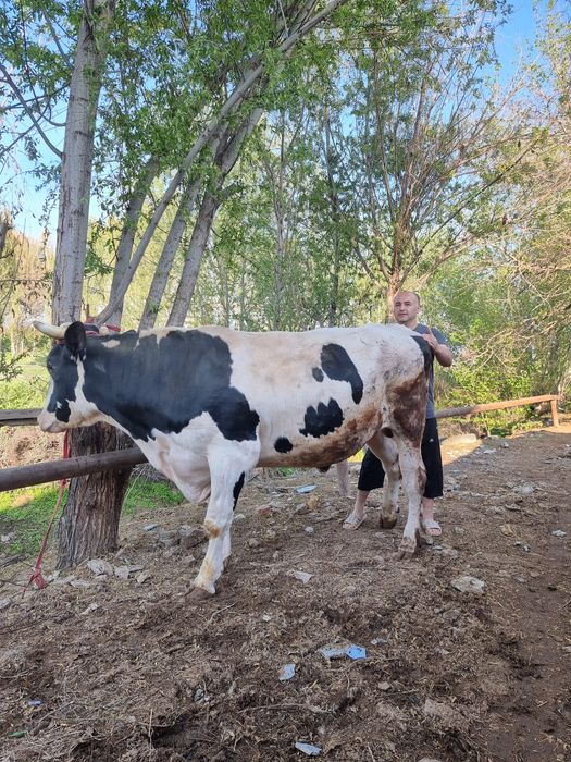 Toza Rossiya Buqa sotiladi