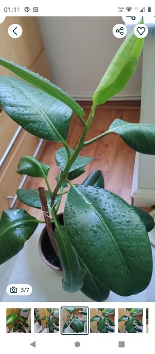 ficus plantă naturală decorativă 80 cm