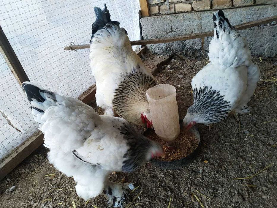 brama, svetli brama tuxumlariga zakaz olinadi