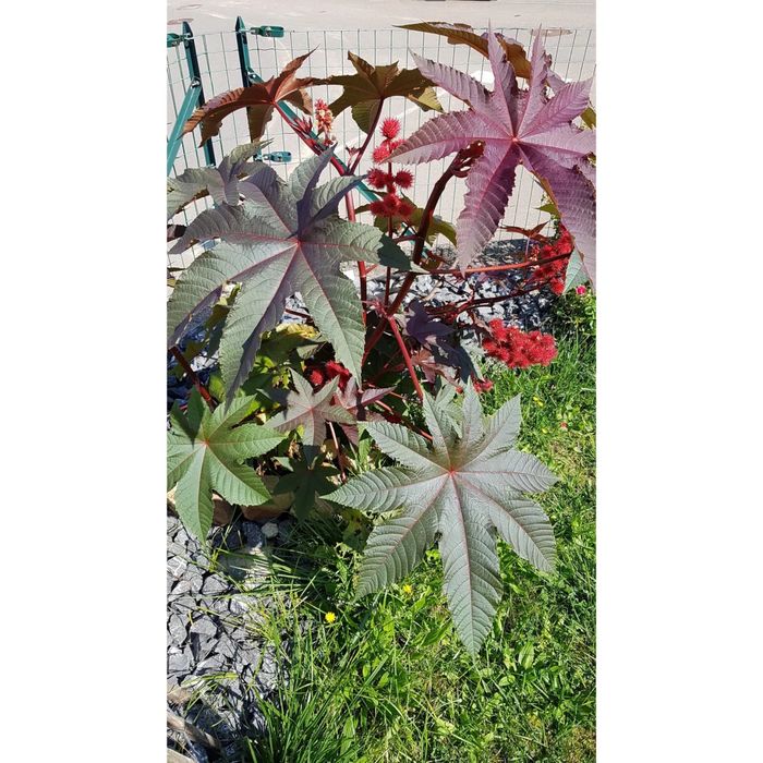 Рассада Клещевина