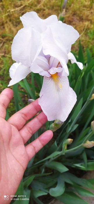 Продаю садовые Ирисы