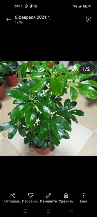 Продаются комнатные цветы