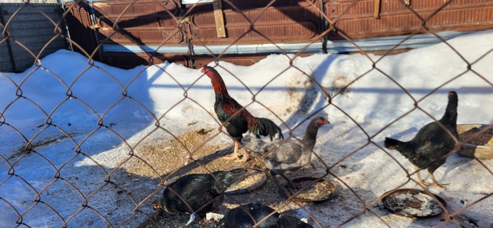 Продам бойцовского петуха