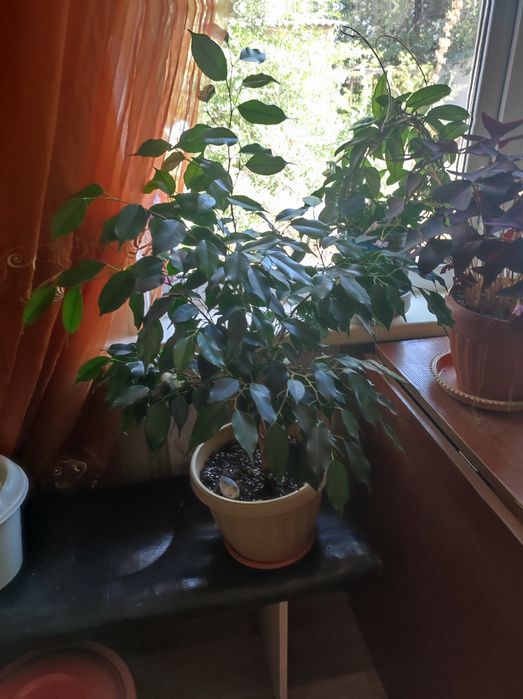 Продам комнатные цветы