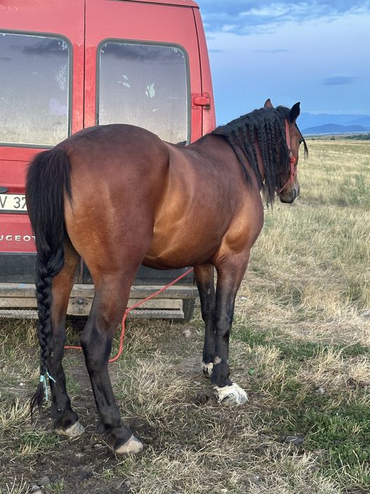 Iapa de 4 ani jumate ( astep oferte )