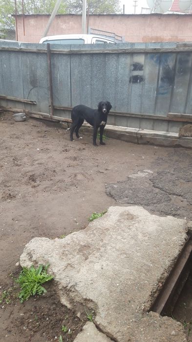 Кумай тазы сатылады