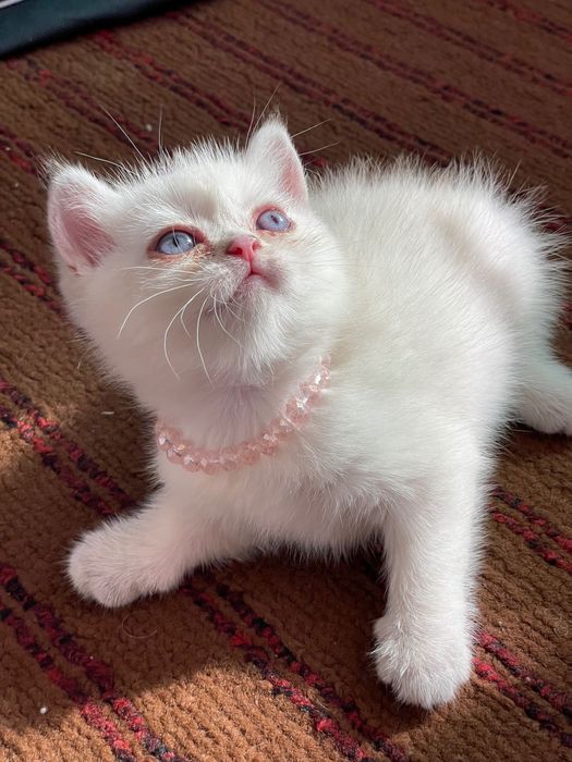 Britan Chinchilla mushukchalar