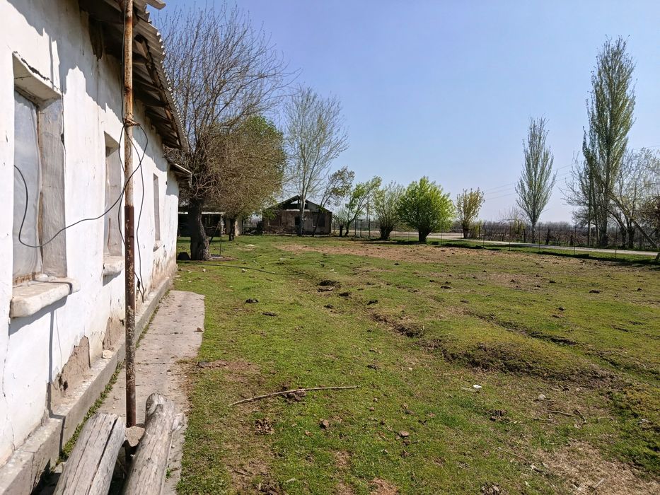 Дача сотилади. 60 сот Сирдаре вилоятида дарега якин