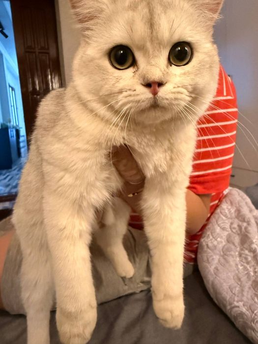 Шиншилла кошка. Мушук