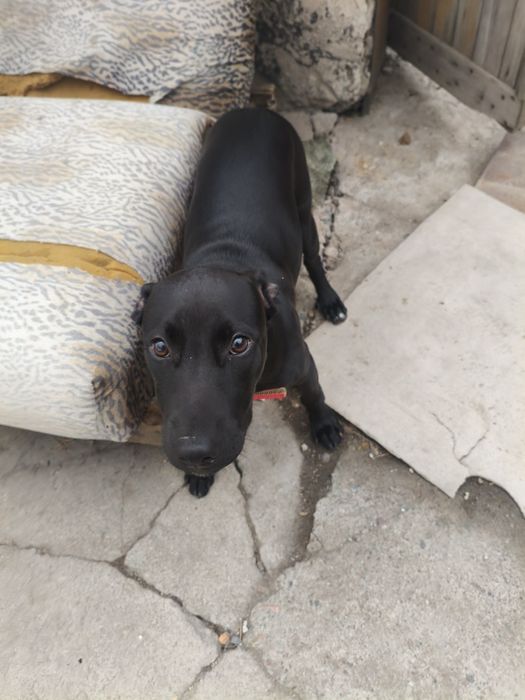 Продам Стаффорда девочек, три месяца,