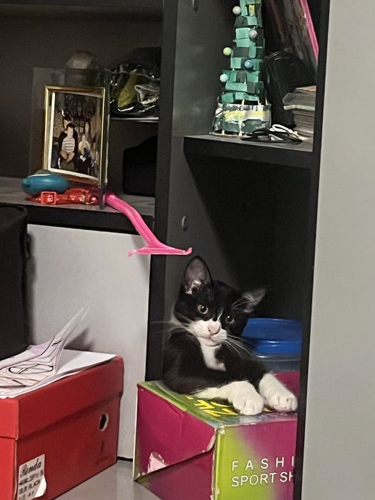 котик в хорошые руки