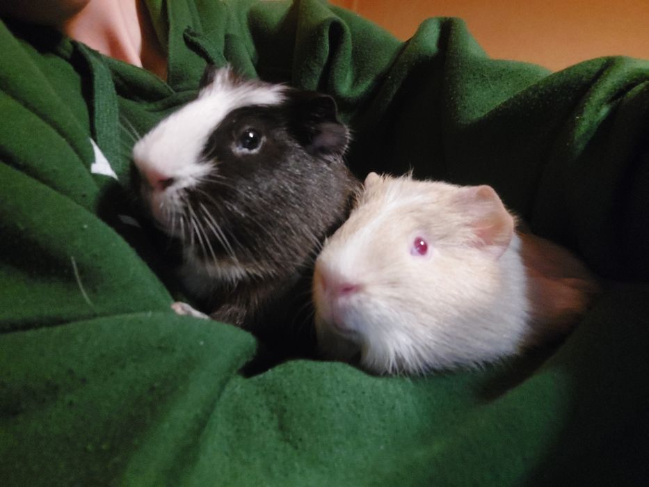 Гледане на животни (10г опит)