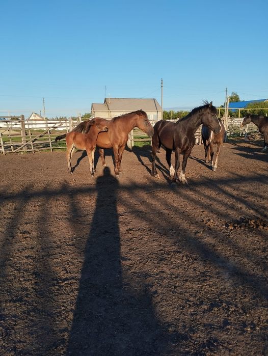 Продам  лошадей.