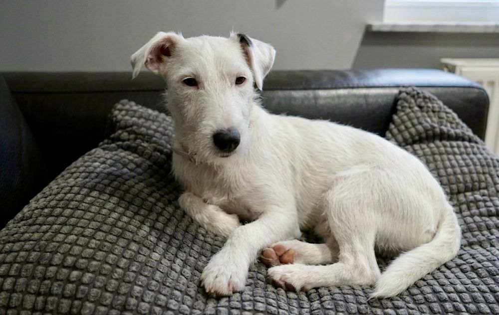 Буля — добрая и контактная девочка