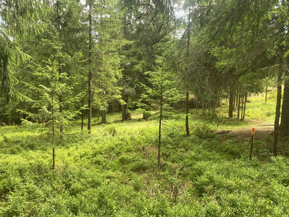 Teren Buscat aproape de pârtie