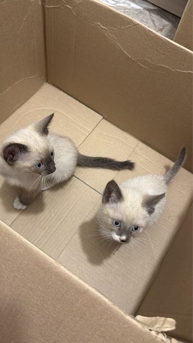 Продам 2 кошкиииии
