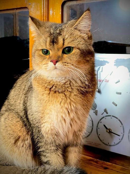 Viyazkaga zalataya shinshila