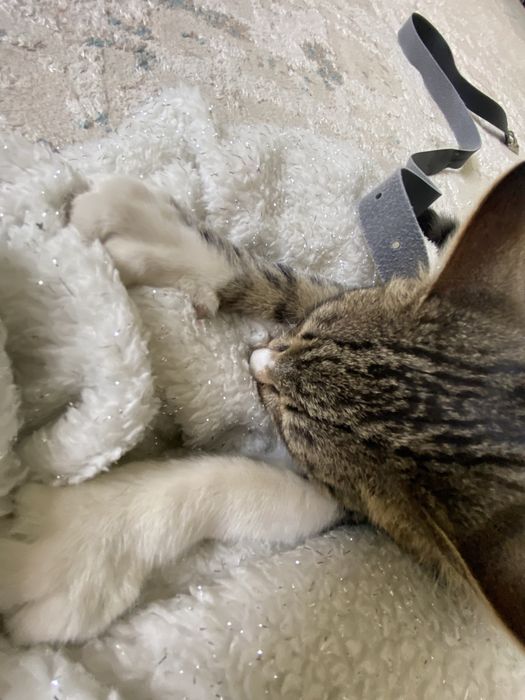 Срочна продаю кошка