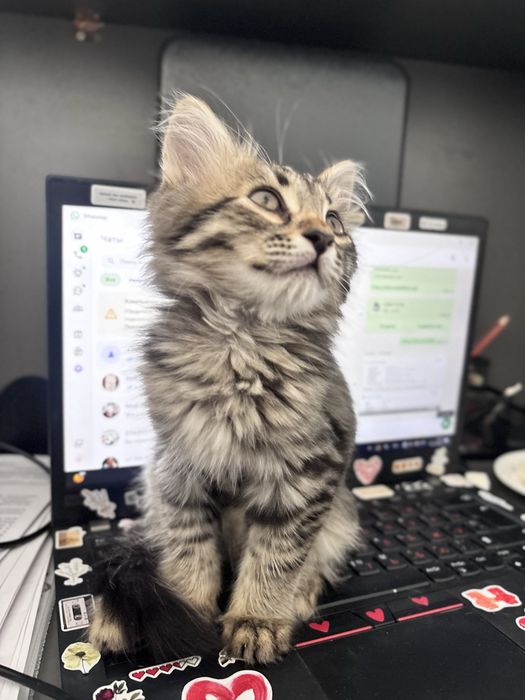 Котенок Мальчик 2 месяца