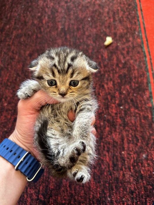 Скотиш фолд сотилади