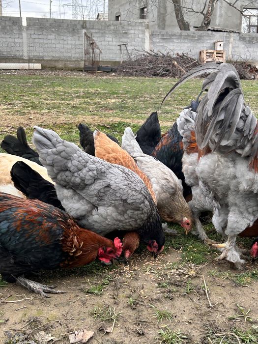 Үй тауықтары сатылады