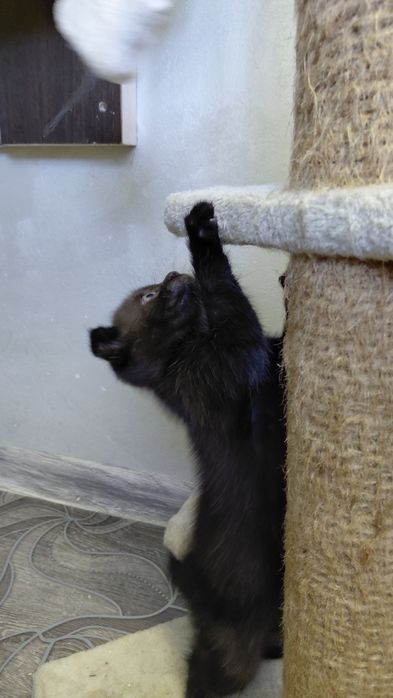 Вислоухие котята