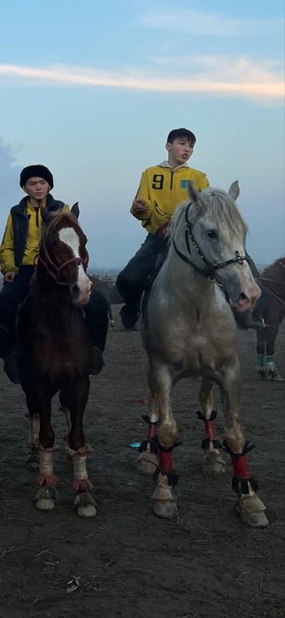 Көкпар айғыры “жылқы, лошадь, жеребец”