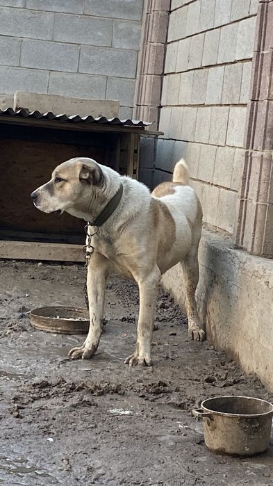 Среднеазиятская овчарка Алабай