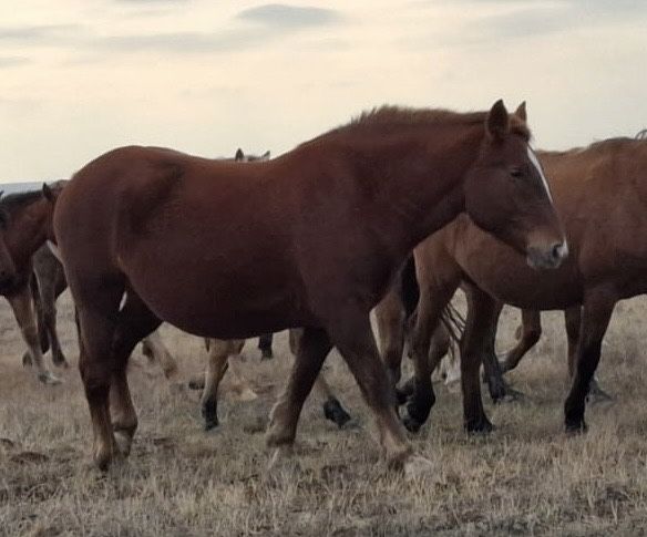 Тяжоловес тай сатылады