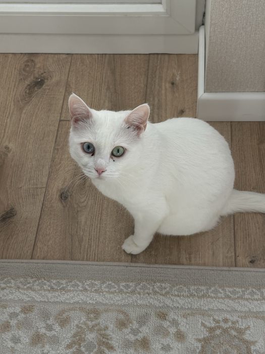 Отдаем в добрые руки