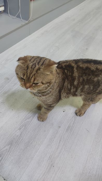 Skotich fold 9oyli ogil bola