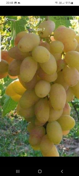 Producătoare de vânzare butasi