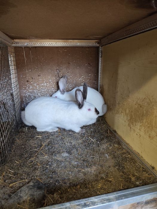 Зайци за клане и разплод